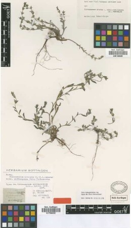 Lithospermum arvense L. subsp. coerulescens (DC.) Rothmaler