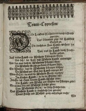 Traur-Cypressen