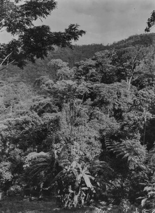 Bergwald : Dichte Vegetation im Norden der Uluguru-Berge