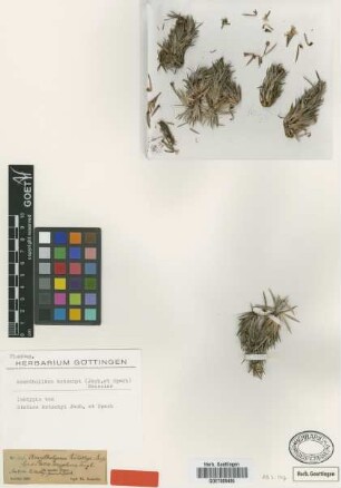 Statice kotschyi Jaub. & Spach [isotype]