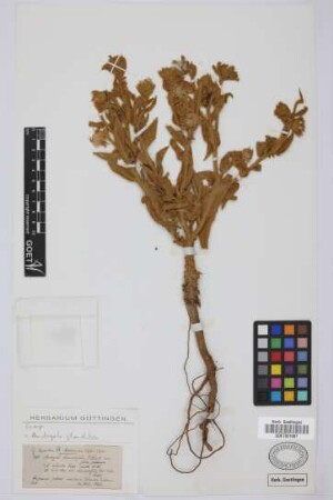 Andryala cheirantifolia L'Hérit. var. foliis indivisis