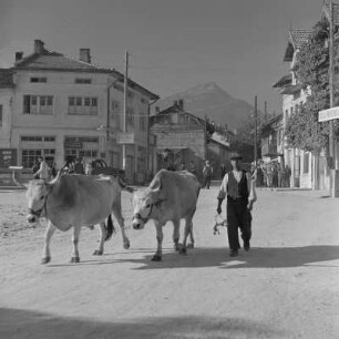 Alltagsbild. Bauer unterwegs mit Ochsen in Bansko
