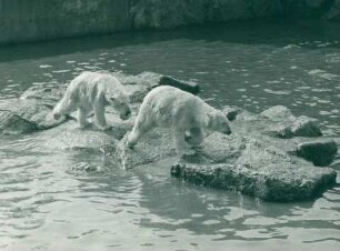 Zoo Berlin: Eisbären