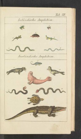 Tafel VII.: Inländische Amphibien. Ausländische Amphibien.