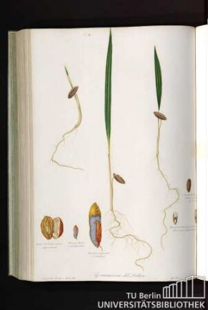 Palma Dattilifera