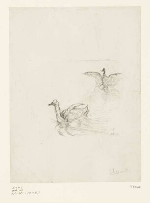 Canards, Blatt 6 der Folge "Histoires Naturelles"