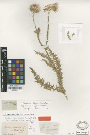 Carduus onopordioides Fisch. & M.Bieb. var. Griseb. scardicus[holotype]