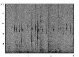 Fitis | Phylloscopus trochilus - Ruf