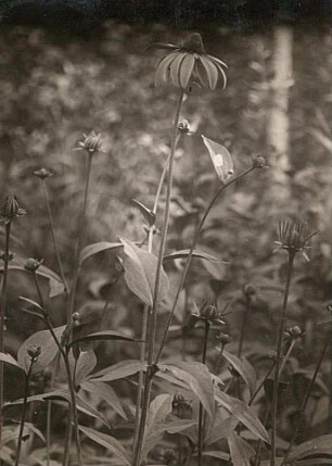 Schlitzblättriger Sonnenhut (Rudbeckia laciniata)