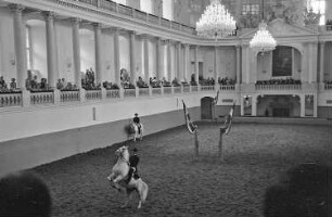 Wien: Spanische Reitschule, Training in der Reithalle