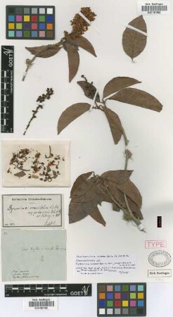 Byrsonima crassifolia (L.) H.B.K. var. jamaicensis Urb. & Nied.
