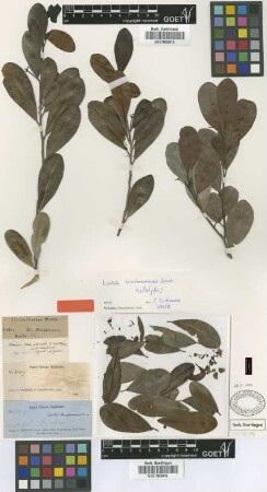Laetia ternstroemioides Griseb. [holotype]