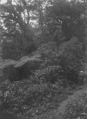 Vegetation : Vegetation. Am rechten Bildrand zwei Pferde.