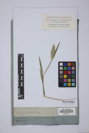 Hordeum hystrix Roth
