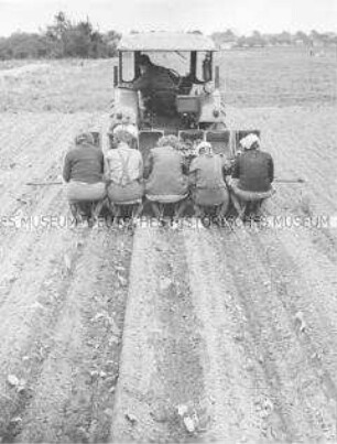 Frauen bei der Feldbestellung mit Gemüsesetzmaschine in der LPG "1. Mai" Wartenberg