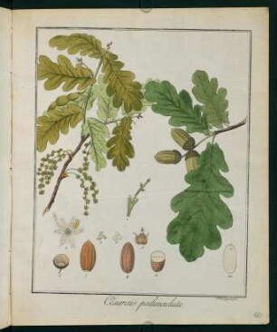 60r, Quercus pedunculata