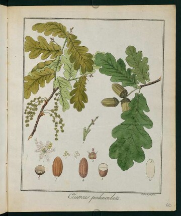 60r, Quercus pedunculata