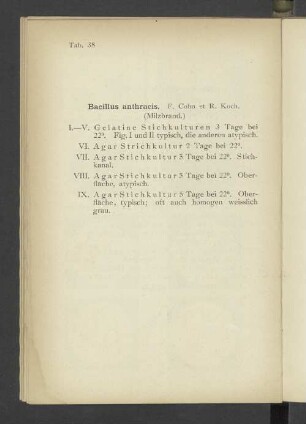 Tab. 38 Bacillus anthracis