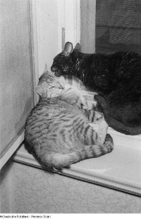 Zwei Katzen am Fenster