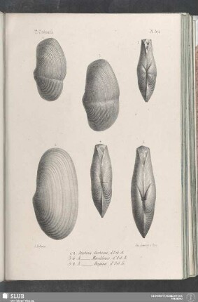 Pl. 371