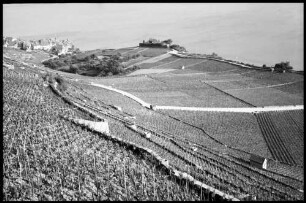 Genfer See: Weinberge am See