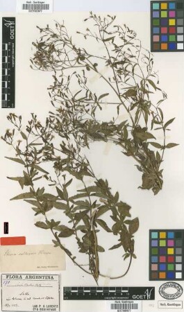 Stevia saltensis Hieron. [type]