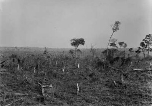 Rodung : Gerodeter Wald der Fazenda de Sapé.