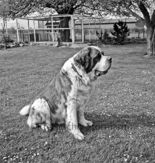 Bernhardinerzucht Heldt: Siegerhund "Astor vom Heldenhof" auf Rasen: hinten Zwinger, Sträucher und Bäume: im Hintergrund Gebäude