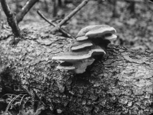 Baumpilz : Fruchtkörper eines Pilzes auf einem Baumstamm gewachsen.