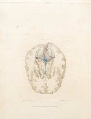 Plate V