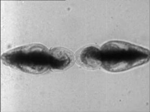 Differentiation and Growth in Micrasterias denticulata (Conjugatae)