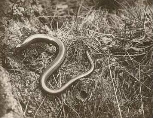 Blindschleiche (Anguis fragilis)