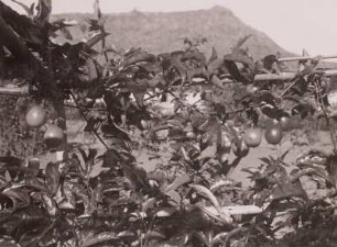 Passionsfrüchte oder Grenadillen : Tanganyika Territory (heute: Tansania). Passionsfrüchte oder Grenadillen, 1936