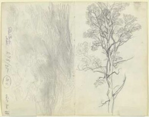 Baum
