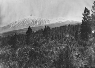 Pinienvegetation : Pinienvegetation am Vulkan Pico del Teide