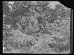 Junge Aaskrähe : Rochlitz, eine junge Aaskrähe (Corvus corone Linnaeus), auch Rabenkrähe.