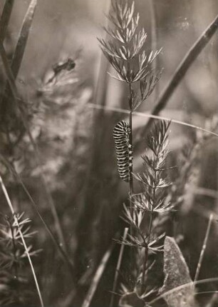 Wermsdorf in Sachsen. Schwalbenschwanz (Papilio machaon). Raupe