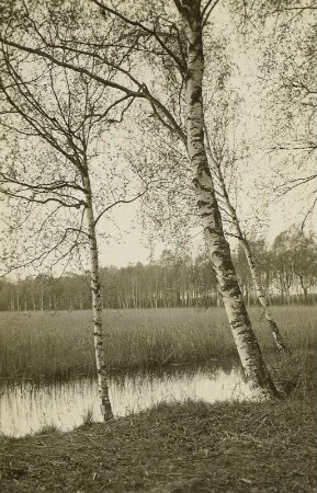 Neudorfer Moor bei Wittichenau