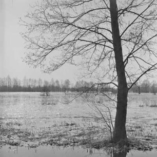 Landschaftsbild. Frühling im Spreewald. Die Wiesen sind überschwemmt. : Wobraz krajiny. Nalěćo w Błótach. Łuki su přepławjene.