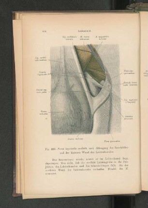 Fig. 489. Fovea inguinalis medialis nach Abtragung des Bauchfelles und der hinteren Wand des Leistenkanales.