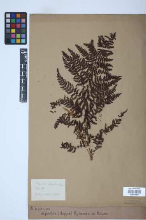 Athyrium alpestre (Hoppe) Rylands