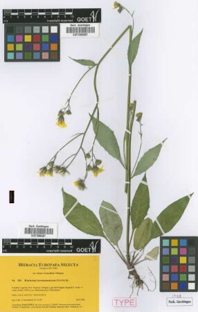 Hieracium boreoapenninum Gottschl. [paratype]