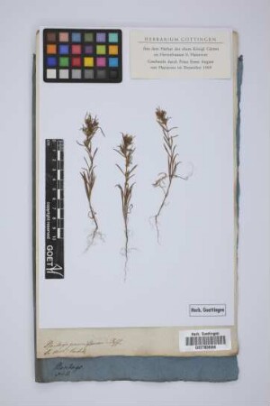 Plantago parviflorum Desf.