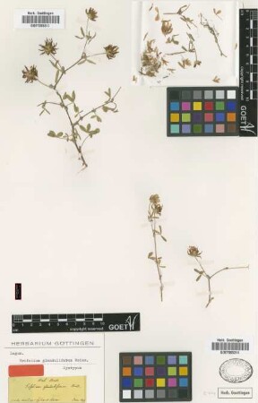 Trifolium glanduliferum Boiss. [syntype]