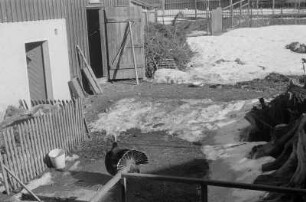 Kinder beim Spielen : Bauernhof
