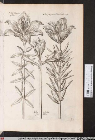 [Lilien]