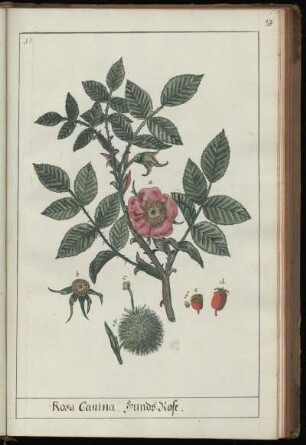17. Rosa Canina. Hunds-Rose