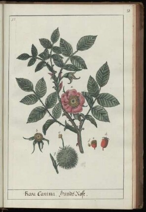17. Rosa Canina. Hunds-Rose
