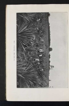 Abb. 7. Sisal-Ernte. (Siehe Seite 54.)