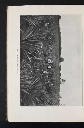 Abb. 7. Sisal-Ernte. (Siehe Seite 54.)